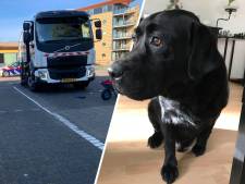 Fatale sprong van hond Boris redt leven van zijn baasje: ‘Dit vergeet ik nooit meer’