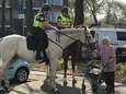 Lief! Oma Jopie (99) krijgt ‘haar’ politiepaarden op bezoek voor een suikerklontje