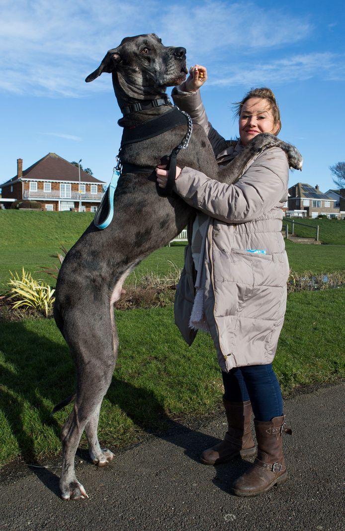 Freddy, de grootste hond ter wereld.