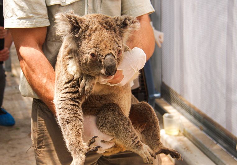 Een van de vlammen geredde koala wordt opgevangen in de Taronga Zoo in Sydney.  Beeld AFP
