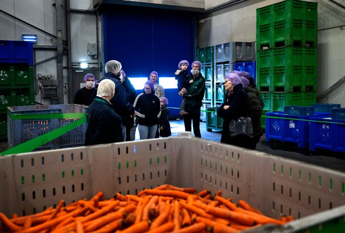 Imperator, waspeen, gele peen: noem een soort en ze hebben het, bij Van Rijsingengreen aan de Gerstdijk in Helmond.