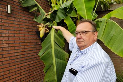 Bananenboom van Theo draagt trossen: ‘Ze noemen me al de bananenbaron van Boskant’