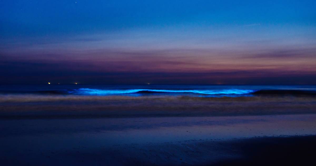 praktijk Rudyard Kipling Verplaatsbaar Komende dagen 'lichtgevend water' te zien in de Noordzee: zeevonk |  Binnenland | AD.nl