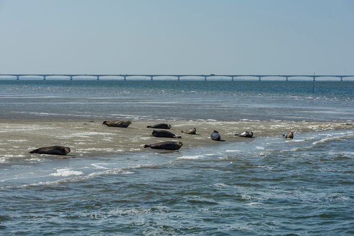 Zeehonden in de Oosterschelde