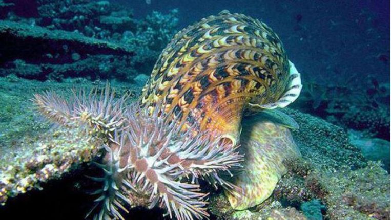 De slak, die tot anderhalve meter groot kan worden, eet de zeesterren in het koraal op. Beeld AIMS