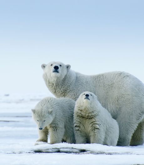 Groep ijsberen overleeft op Groenland ook zonder zee-ijs