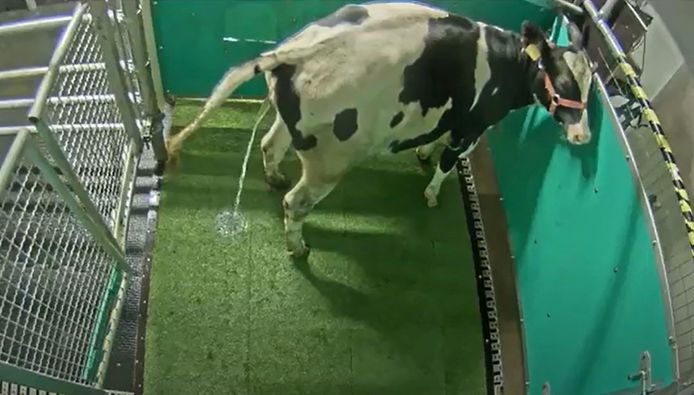 Screenshot van het 'Research Institute for Farm Animal Biology' toont een urinerende koe in een speciaal latrinehok in Nieuw-Zeeland. Deel van het experiment van de wetenschappers.