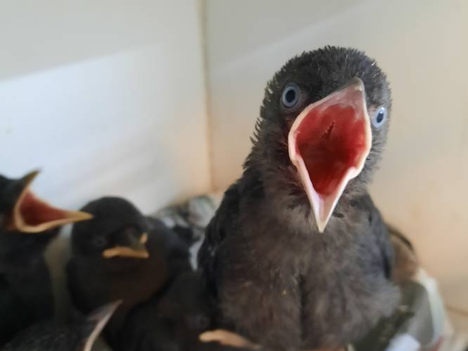 Creatief denken vereist bij het voeren van jonge vogels: bij een luide ‘ka’ gaan alle bekjes open
