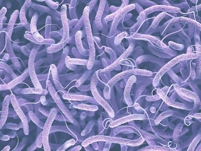 Een illustratie van de bacterie Vibrio cholerae.