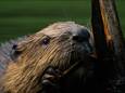 Onder meer de bever heeft een plek gevonden in het natuurgebied.