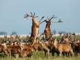 Doodgeschoten snelwegherten Oostvaardersplassen waren drachtig