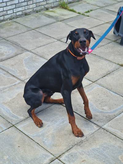 Dobermann met ketting aan boom vastgemaakt en achtergelaten in Liessel