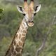 Jong girafje onthoofd in dierentuin Raqqa