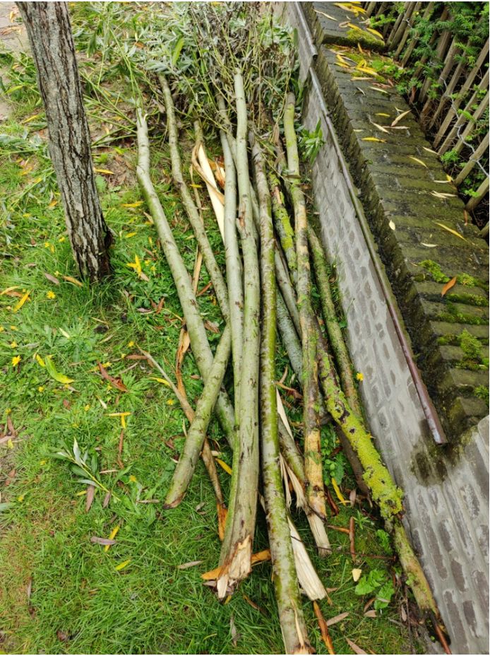 De afgekraakte boompjes werden door de politie teruggevonden in de tuin van het verblijf van de Nederlandse jongeren.