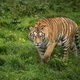 Het jaar van de tijger begint met een positieve noot: het gaat goed met de tijger in het wild