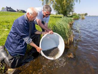 Recordaantal jonge palingen uitgezet in de IJssel, het Ganzendiep en het Zwarte Water