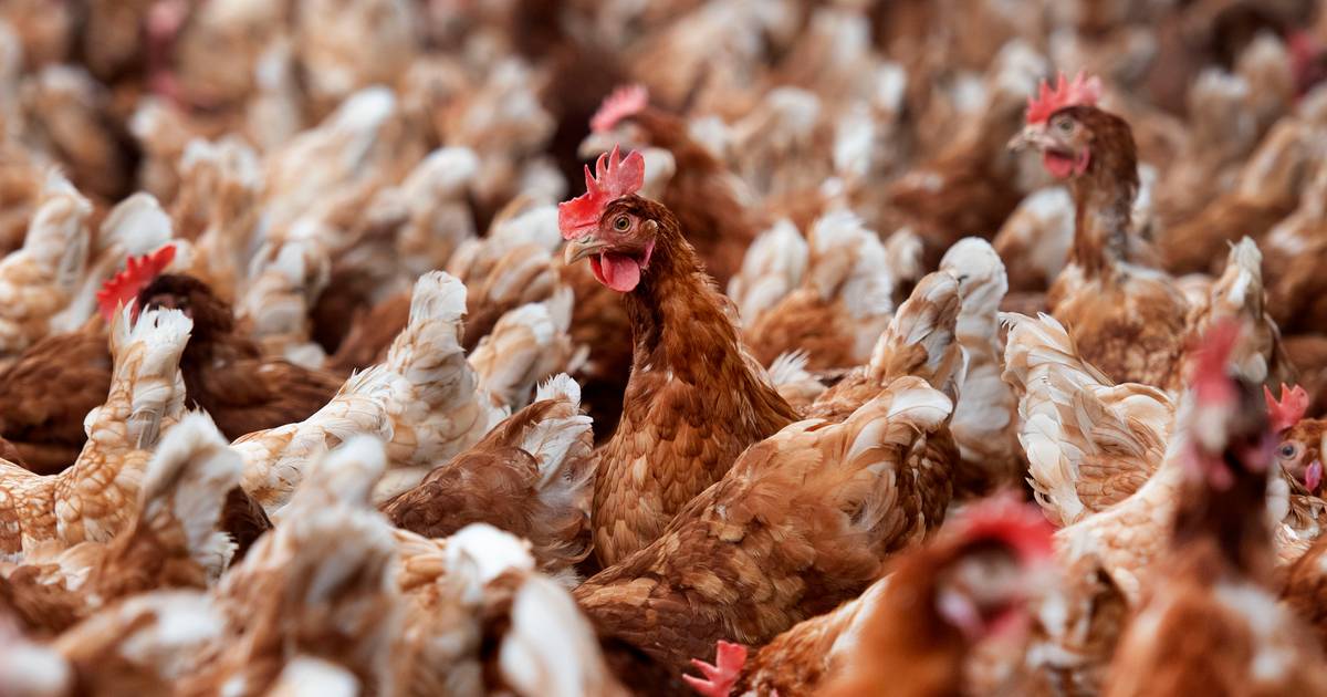 Boeren leven in angst voor ruiming van tienduizenden kippen om vogelgriep: ‘Verschrikkelijk om mee t