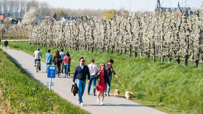 Van een kunstige bloesemwandeling tot een bloesembar: hier geniet je van de kleurrijke bloesems in Limburg