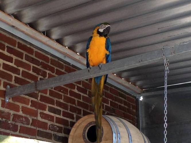 Twee ara papegaaien gestorven aan CO-vergiftiging, bewoners ongedeerd