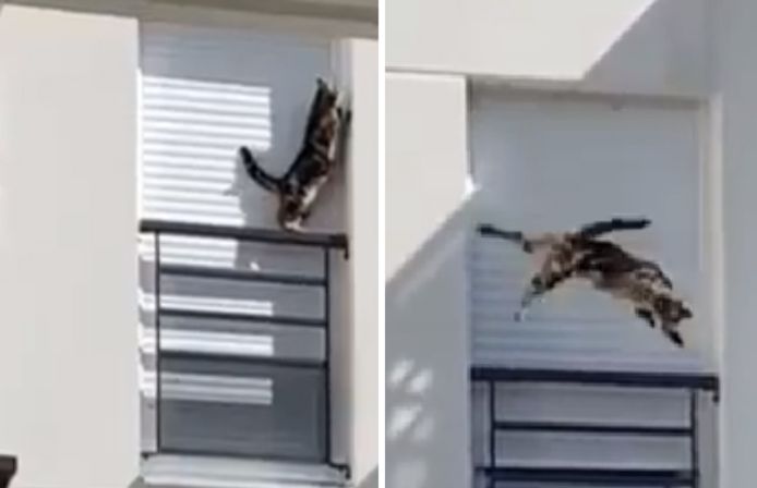 Enferme Sur Un Balcon Depuis Deux Jours Un Chat Chute Du Troisieme Etage Monde 7sur7 Be