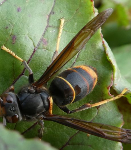 ‘Oud-Beijerlandse’ Aziatische hoornaar krijgt plekje in museum