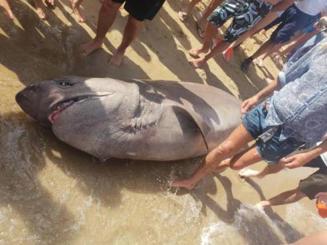 Haai van drie meter spoelt aan voor kust van Ibiza