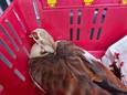 Nijlgans meegenomen door de dierenambulance.