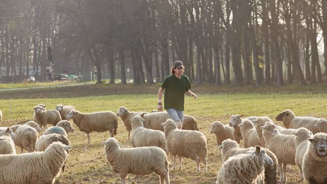 Deze schapen vervangen de grasmaaier in Zutphense woonwijken
