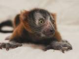 Le zoo de Nashville célèbre la naissance d'un vari roux en danger critique d'extinction