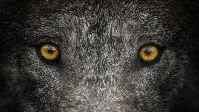 Stel dat de de wolf zou kunnen praten, dan zou hij niet alleen in de restverdediging schieten, maar ook in de aanval