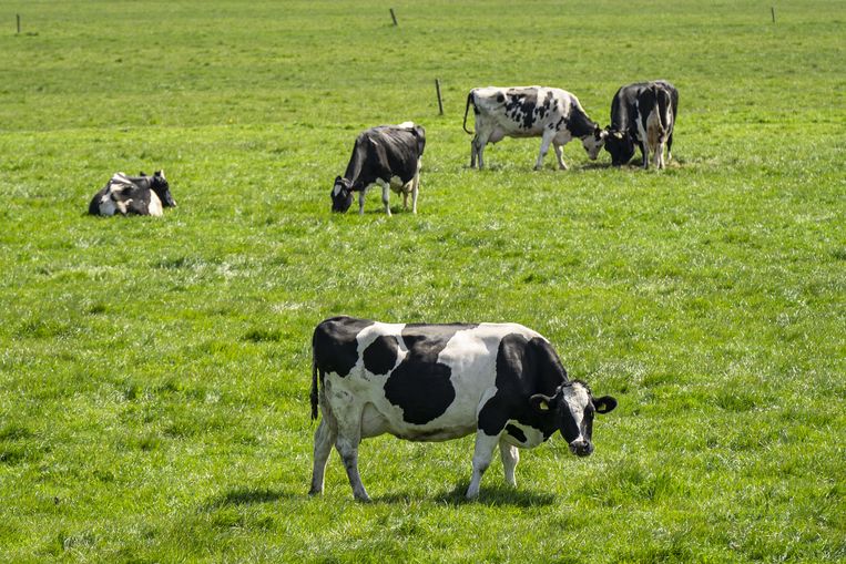 Grazende koeien stoten in hun ontlasting en via ‘boeren’ veel methaan uit. Dat kan minder, denkt DSM. Beeld ANP / Tobias Kleuver Media
