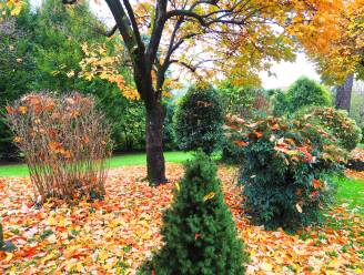 Haal je groene vingers nog één keer boven: dit zijn de essentiële najaarsklusjes om je tuin door de winter te loodsen