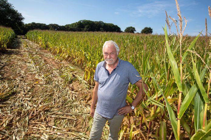 Emiel Meelbergs, uitbater van het maïsdoolhof, bij de aangerichte schade. “Dit was totaal onnodig.”