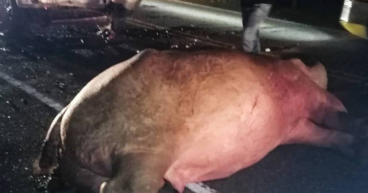 L’ippopotamo dello zoo Pablo Escobar non sopravvive alla collisione in autostrada |  gli animali