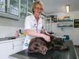Belg koopt massaal online dierengeneesmiddelen: Orde der Dierenartsen maant aan tot voorzichtigheid