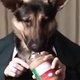Welgemanierde hond eet pindakaas (filmpje)