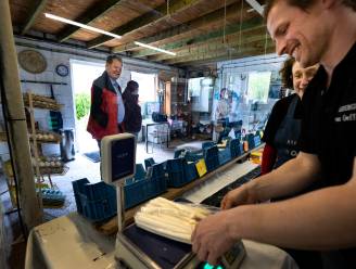 Aspergekwekers maken overuren: 'Haal ze bij de boer, niet in de supermarkt’