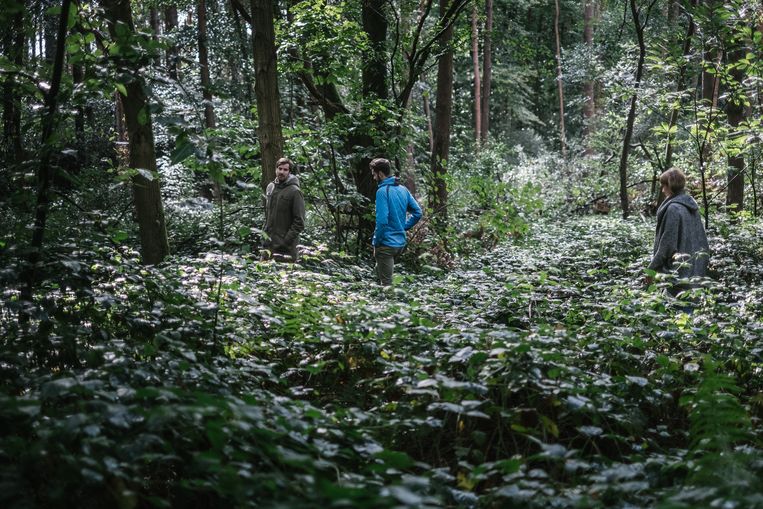 Eva, Thijs (m.) en Ben Jaspaert in het bos van hun kindertijd in Aarschot.  Beeld Wouter Van Vooren