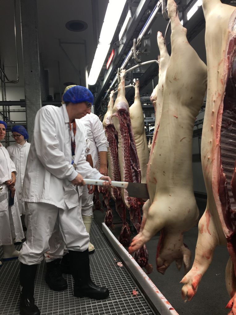 ‘In het slachthuis had ik meer te doen met de mensen die er werkten dan met de dieren. Een vreselijke job, voor een minimumloon.’ Beeld ROOSVANEES
