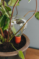 Waterworks: Een poreuze terracotta plug met erop een glazen bolletje gevuld met water en je planten kunnen zelf bepalen hoeveel ze willen drinken.