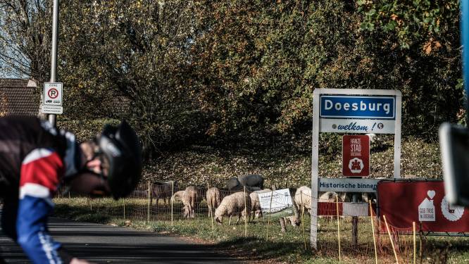 Kees redt de schapen van Doesburg: ‘Stuur mij maar een Tikkie, dan komt het goed’