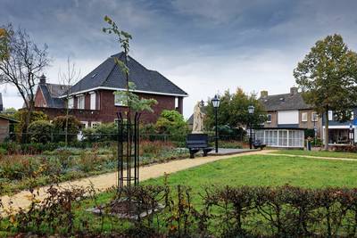 De eeuwenoude kloosterlindes langs de A2 lopen gevaar - maar ze leven nu als stek voort in Den Dunge