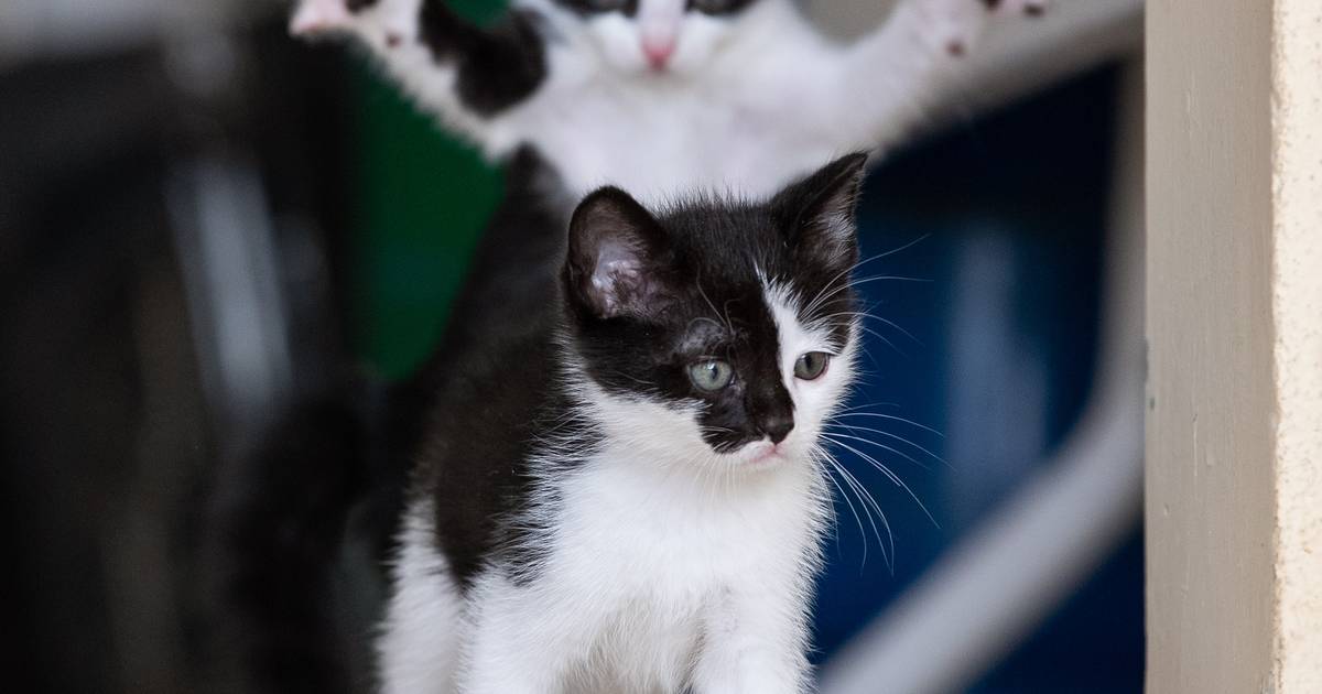 nel quadro.  Queste sono le foto di animali domestici più divertenti del 2023 |  gli animali