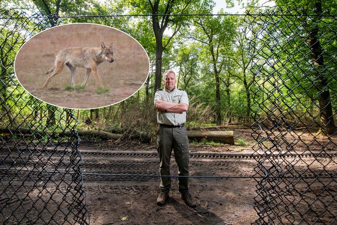 Hoofd bedrijfsvoering Jakob Leidekker toont een gat in het hek dat rondom Het Nationaal Park De Hoge Veluwe staat.