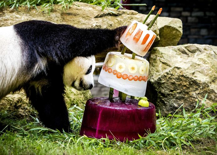 Panda Xing Ya viert feest in Ouwehands Dierenpark Rhenen.