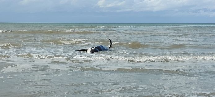 De orka die vanmorgen aan de Belgische kust werd gespot, is helaas gestrand in De Panne, vlakbij Sint-Idesbald