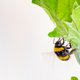 De honingbij moet worden gered? Onzin! En meer groene fabels ontkracht