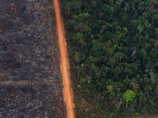 Waarom Bolsonaro zelf het Amazonegebied wil koloniseren