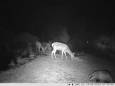 Wildcamera’s in de natuurgebieden is een vervelende ontwikkeling