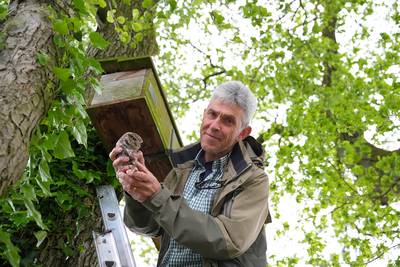 Adrie uit Leenderstrijp is uilenbeschermer van het jaar: ‘Een klein uiltje in mijn handen keek mij r